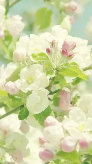 Spring Flower Malus Evereste Iphone