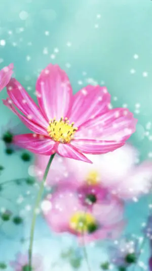 Dreamy Spring Flower Iphone