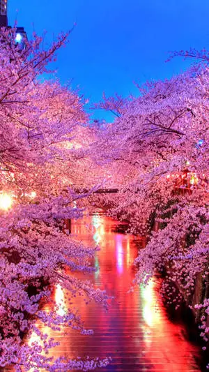 Spring Flower Sakura Iphone