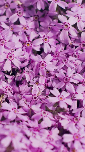 Spring Flower Moss Phlox Iphone