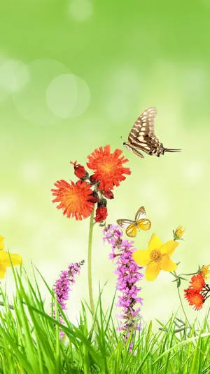 Spring Flower Iphone Digital Art