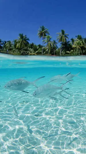 Fishes Swimming In Beach Tropical iPhone