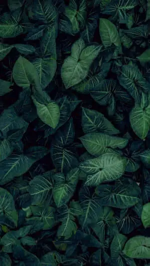 Enjoy the beach vibes with a tropical iPhone