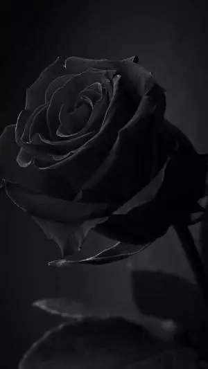 Tuscany Superb Black Rose iPhone