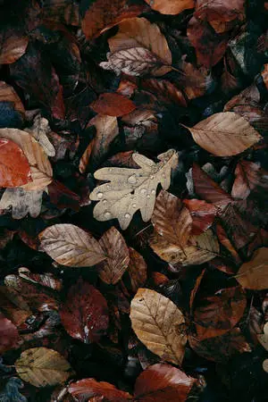 Wet Fallen Dirty Leaves Aesthetic