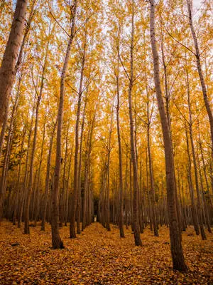 Yellow Autumn Forest