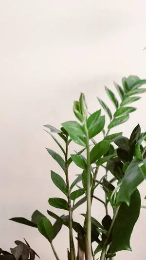 ZZ Minimalist Plant Phone